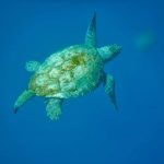 Swim-Sail-Turkey-Holiday-Turtle