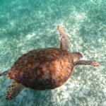 Turtle-Swimming-In-Mexico