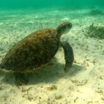 Turtle-Swimming-Vacation-Mexico